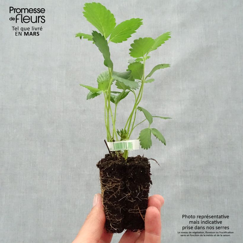 Fragola rifiorente 4 stagioni Mara des Bois Bio Zolla 5 cm x 7 cm esemplare consegnato in primavera