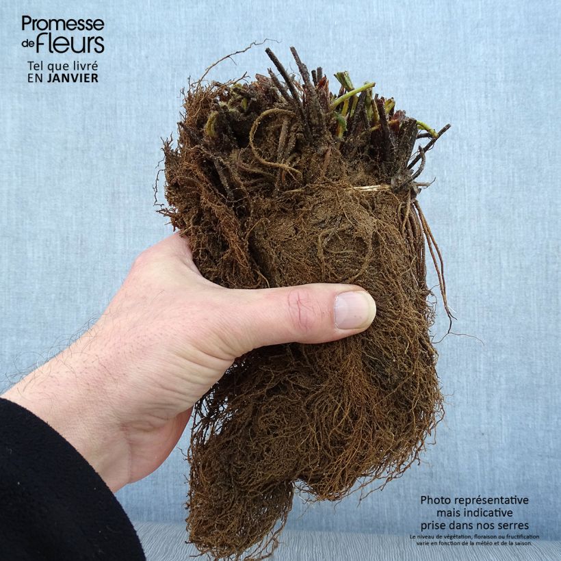 Fragola rifiorente 4 stagioni Mara des Bois Piante piccole a radice nuda esemplare consegnato in inverno