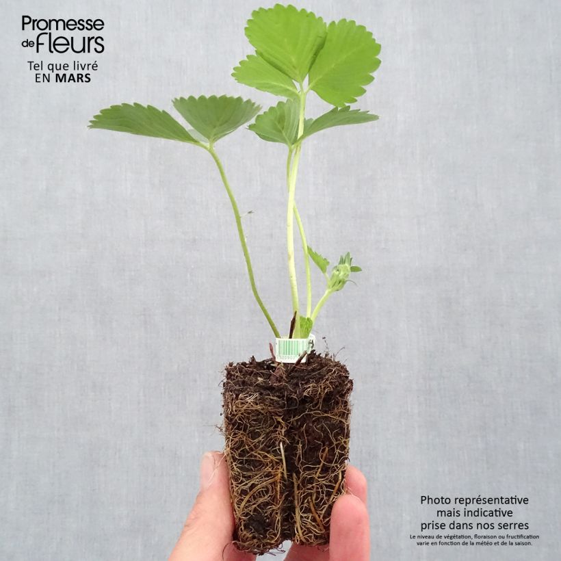 Fragola rifiorente Mariguette cov Marionnet 99 Zolla 5 cm x 7 cm esemplare consegnato in primavera