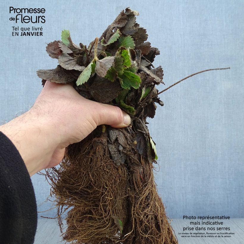 Fragola rifiorente Mariguette Piante piccole a radice nuda esemplare consegnato in inverno