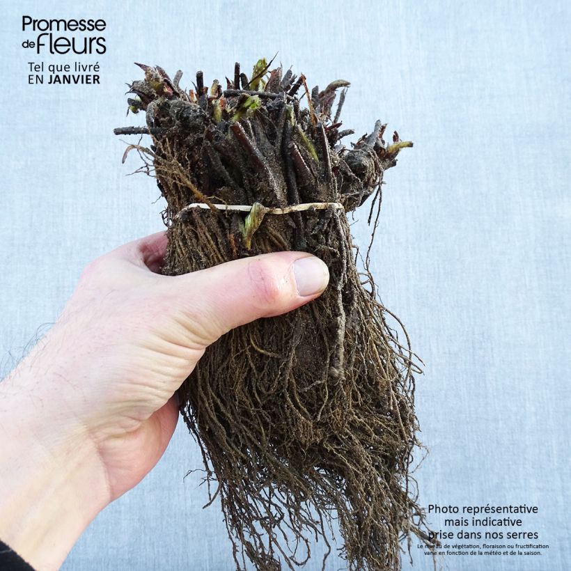 Example of Fragola Maxim Piante piccole a radice nuda as you get in hiver