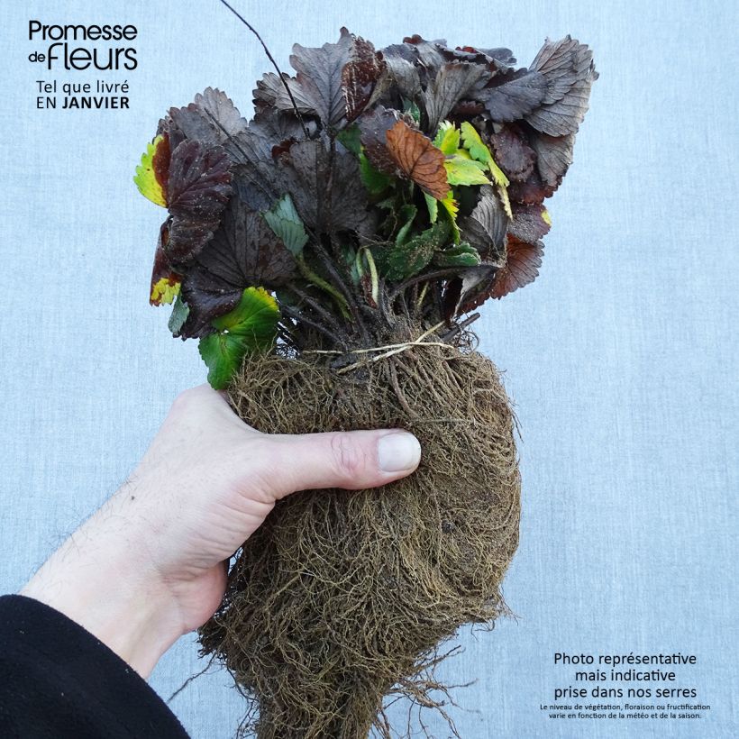 Fragola di bosco Reine des Vallées Piante piccole a radice nuda esemplare consegnato in inverno