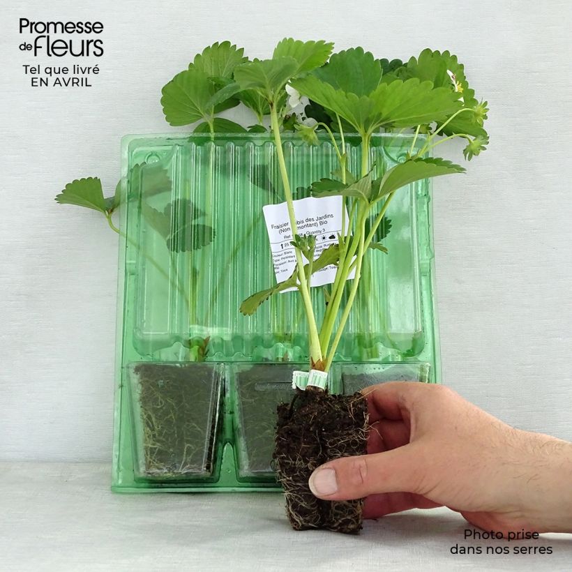 Fragola Rubis des Jardins zolla 4 cm x 4,5 cm esemplare consegnato in primavera