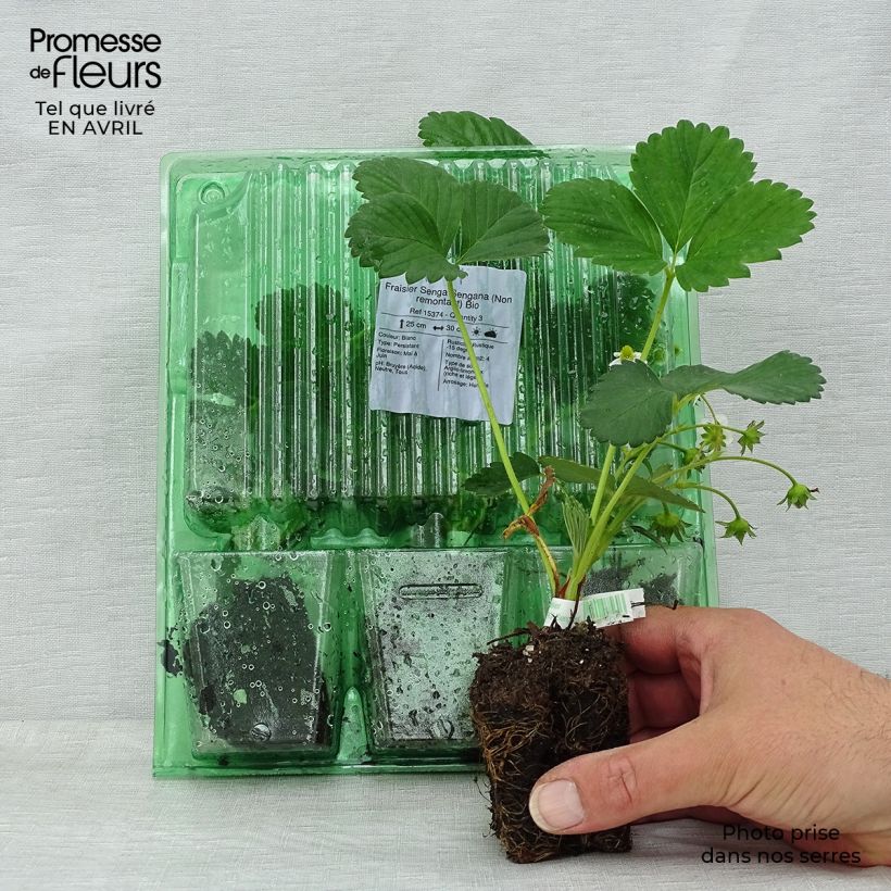 Example of Fragola Senga Sengana Zolla 5 cm x 7 cm as you get in printemps