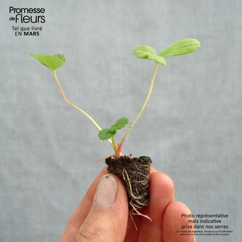 Example of Fragola Toscana Deep Rose F1 mini zolla... as you get in printemps