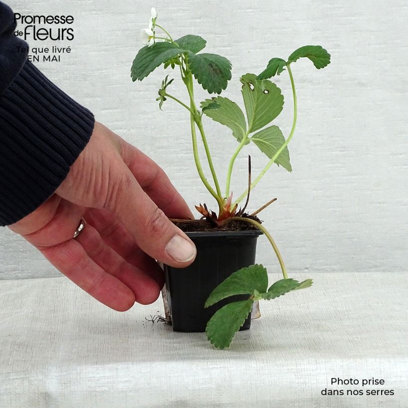 Fragola White Pineberry Vasetto da 8/9 cm esemplare consegnato in primavera