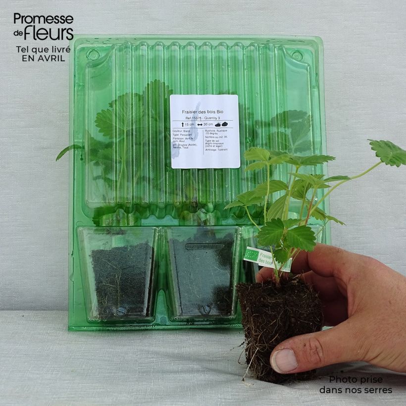 Fragolina di bosco Bio Zolla 5 cm x 7 cm esemplare consegnato in primavera