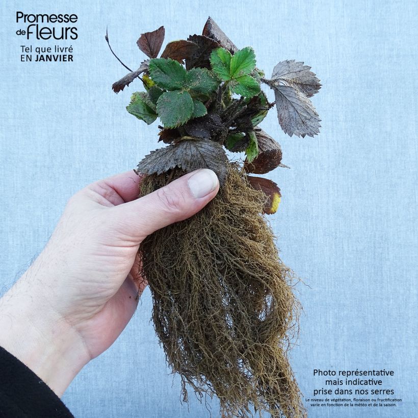 Example of Fragola Mount Everest Piante piccole a radice nuda as you get in hiver