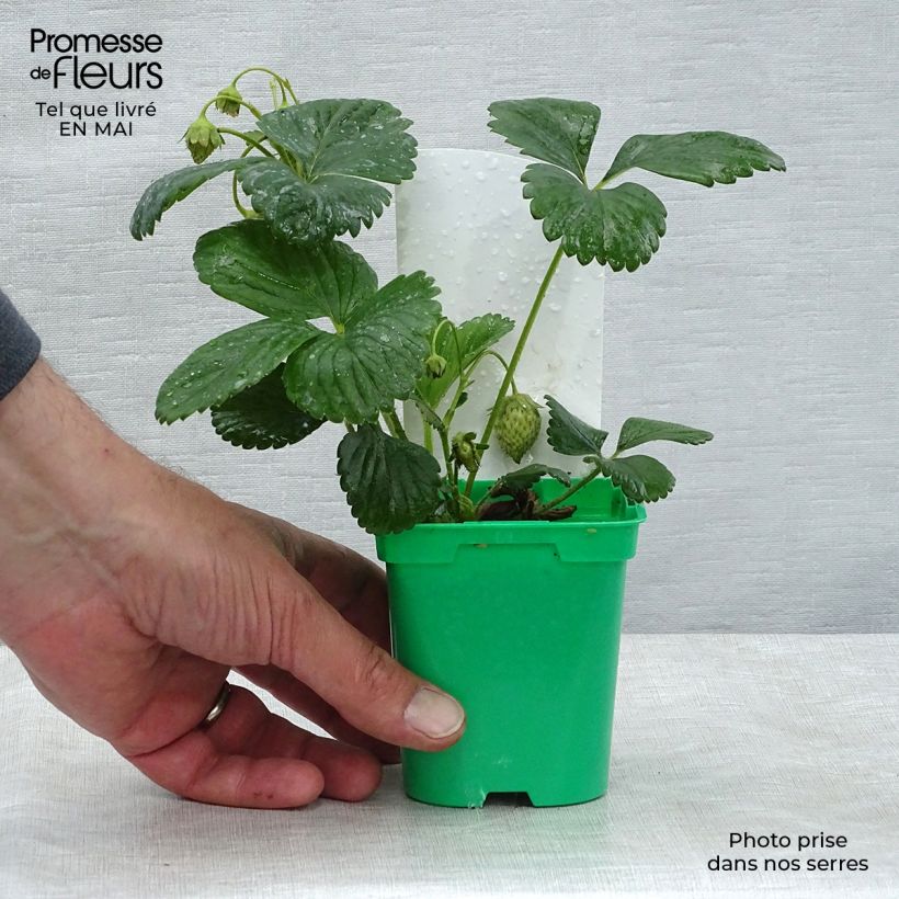 Example of Fragola Mount Everest Vaso da Ø 10 cm/11 cm as you get in printemps