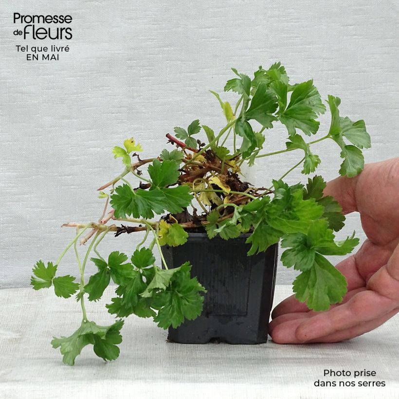 Example of Waldsteinia ternata - Fragola sterile Vasetto da 8/9 cm as you get in printemps