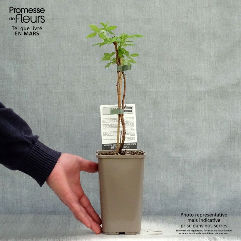 Lampone Aroma Queen Vaso da 1,5L/2L, Multifusto esemplare consegnato in primavera