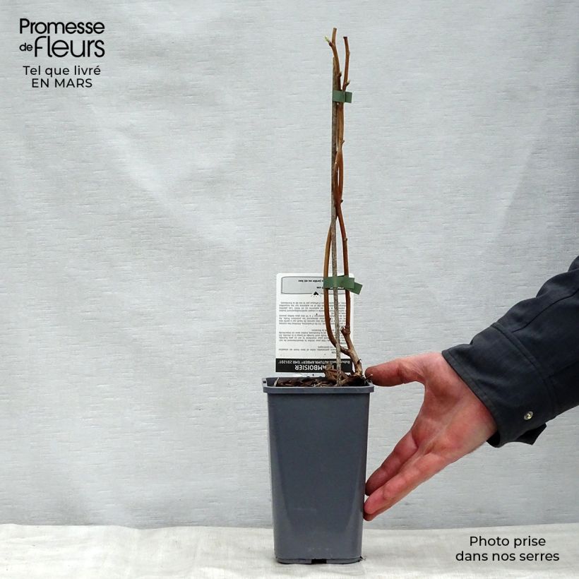 Example of Lampone Autumn Amber Vaso da 1,5L/2L, Multifusto as you get in printemps