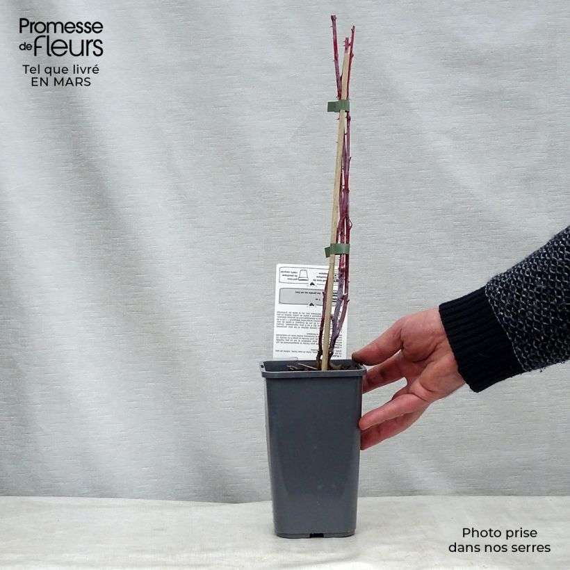 Example of Lampone nero Black Jewel Bio Vaso da 1,5L/2L, Multifusto as you get in printemps