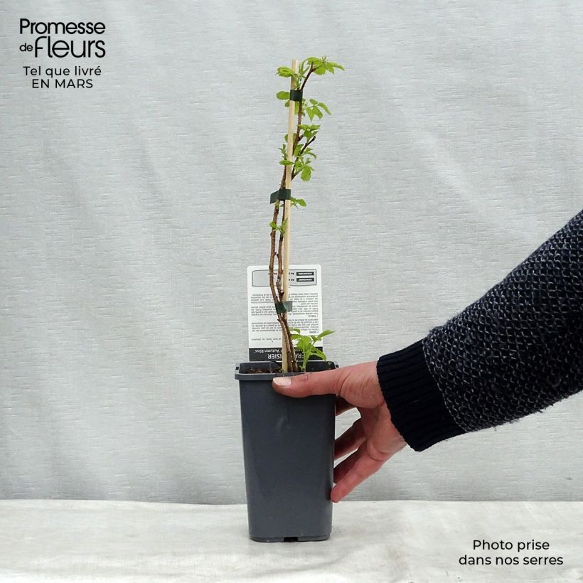 Example of Lampone Blissy Bio Vaso da 1,5L/2L, Multifusto as you get in printemps