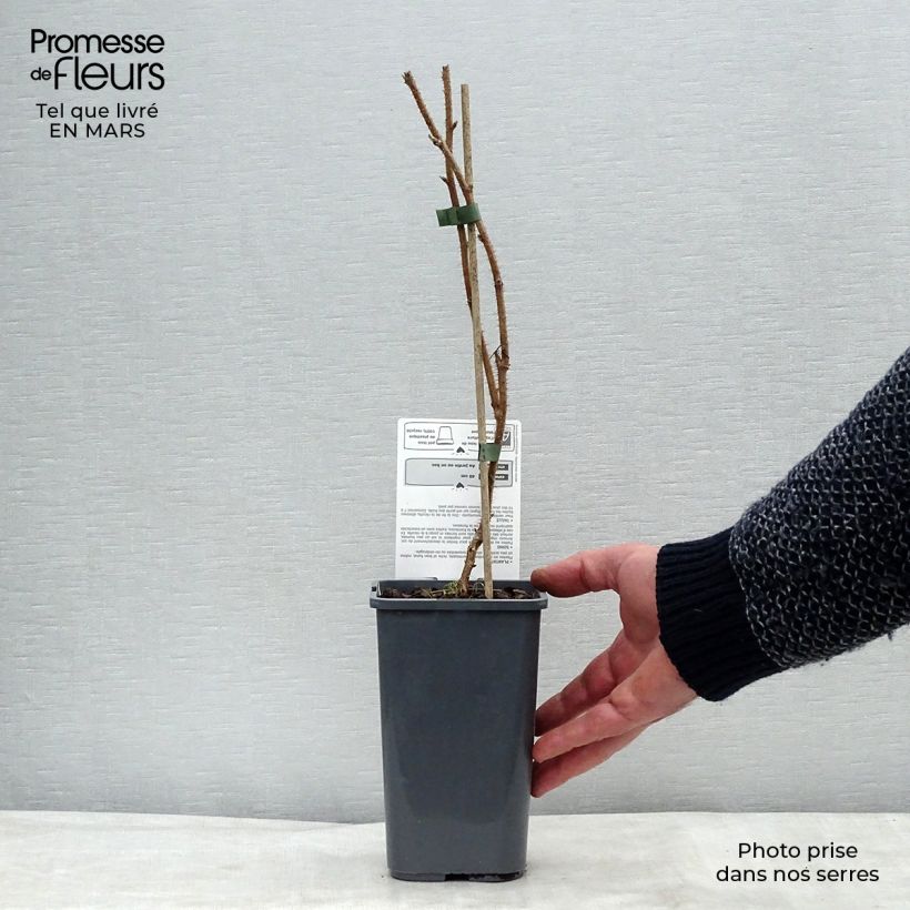 Lampone Délice de framboise ‘RUSILVA’ Vaso da 1,5L/2L, Multifusto esemplare consegnato in primavera