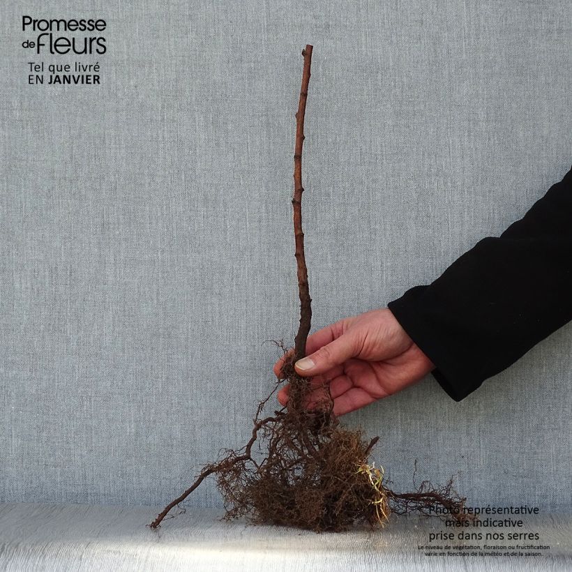 Example of Lampone Fall Gold Piante piccole a radice nuda as you get in hiver