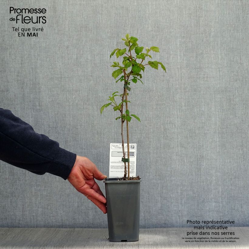 Lampone Glen Ample Bio Vaso da 1L/1,5L, Multifusto esemplare consegnato in primavera