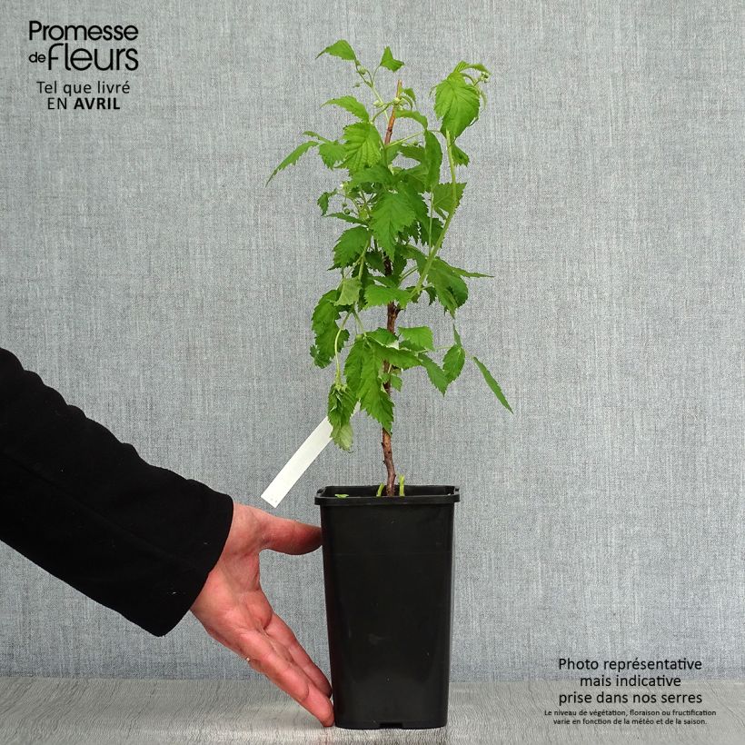 Example of Lampone nano Lowberry Goodasgold Vaso da 1,5L/2L, Multifusto as you get in printemps