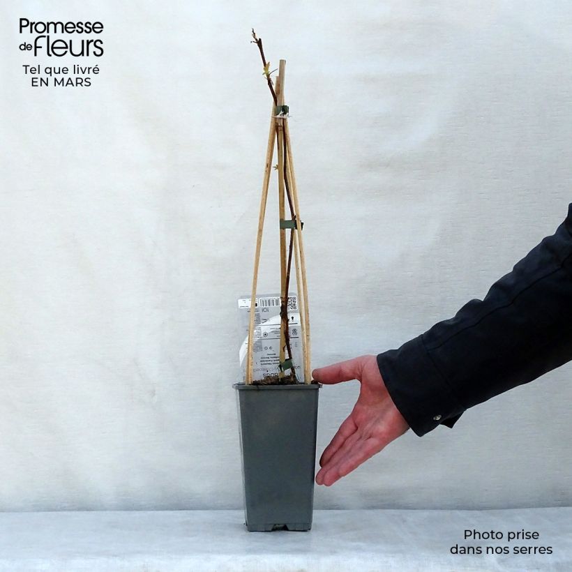 Lampone Groovy (Jdeboer005) Vaso da 2L/3L, Multifusto esemplare consegnato in primavera