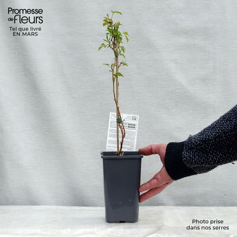 Lampone Autumn Happy 'Malling Happy' Vaso da 1,5L/2L, A cespuglio esemplare consegnato in primavera