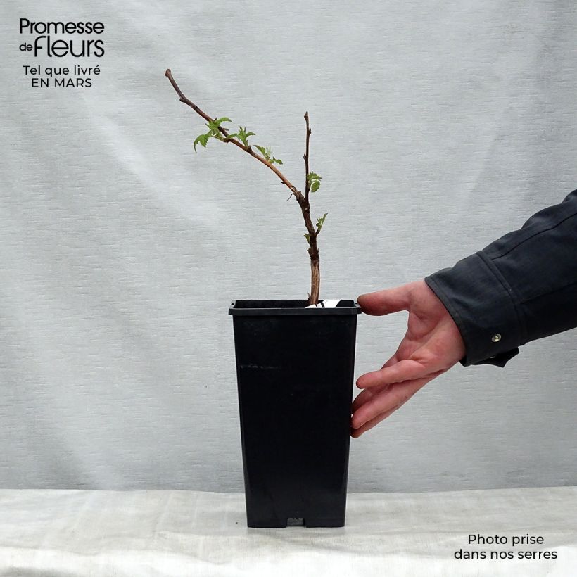 Example of Lampone Malling promise Vaso da 1,5L/2L as you get in printemps