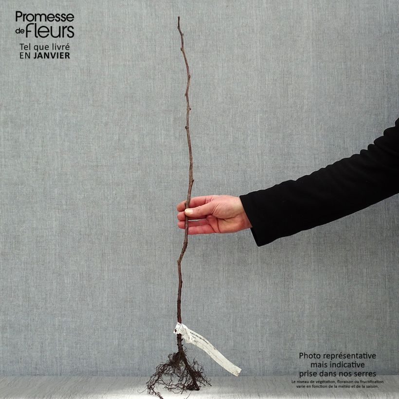 Example of Lampone Malling promise Piante piccole a radice nuda, A cespuglio as you get in hiver