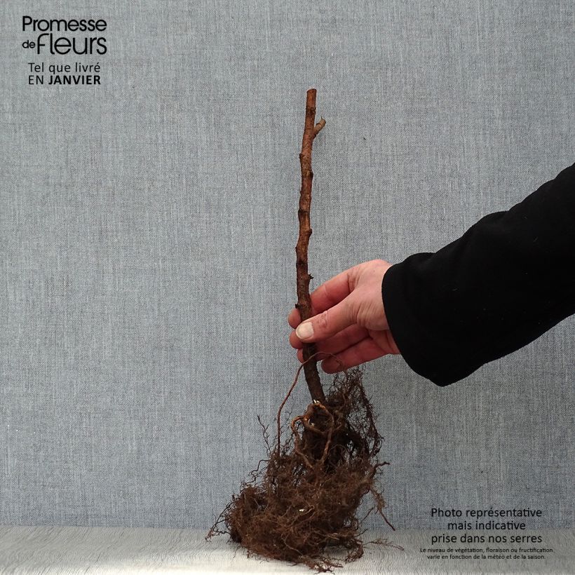 Example of Lampone Marastar Piante piccole a radice nuda as you get in hiver