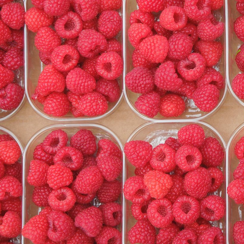 Lampone Paris (Harvest)