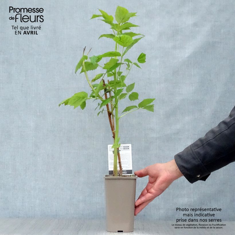 Example of Lampone Paris Vaso da 1L/1,5L, Multifusto as you get in printemps