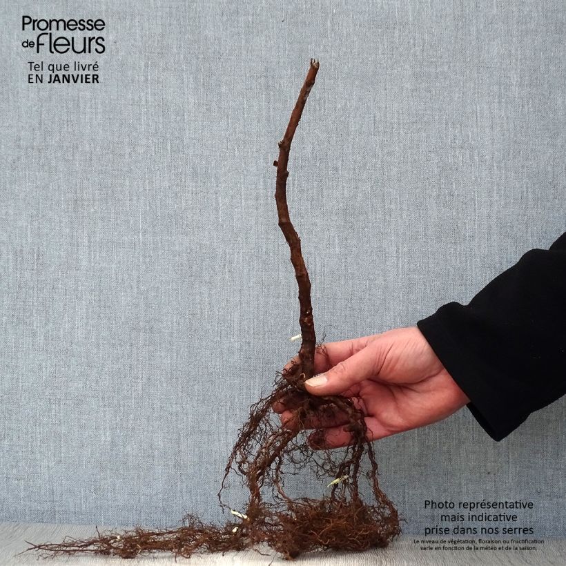 Example of Lampone Paris Piante piccole a radice nuda, Multifusto as you get in hiver