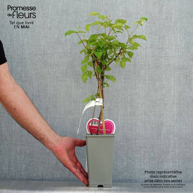 Lampone Schönemann Vaso da 1,5L/2L, A cespuglio esemplare consegnato in primavera