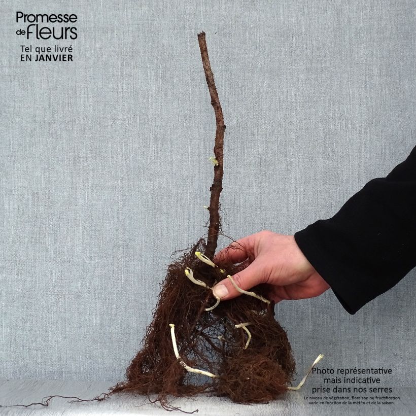 Lampone Sumo 2 Piante piccole a radice nuda, Multifusto esemplare consegnato in inverno