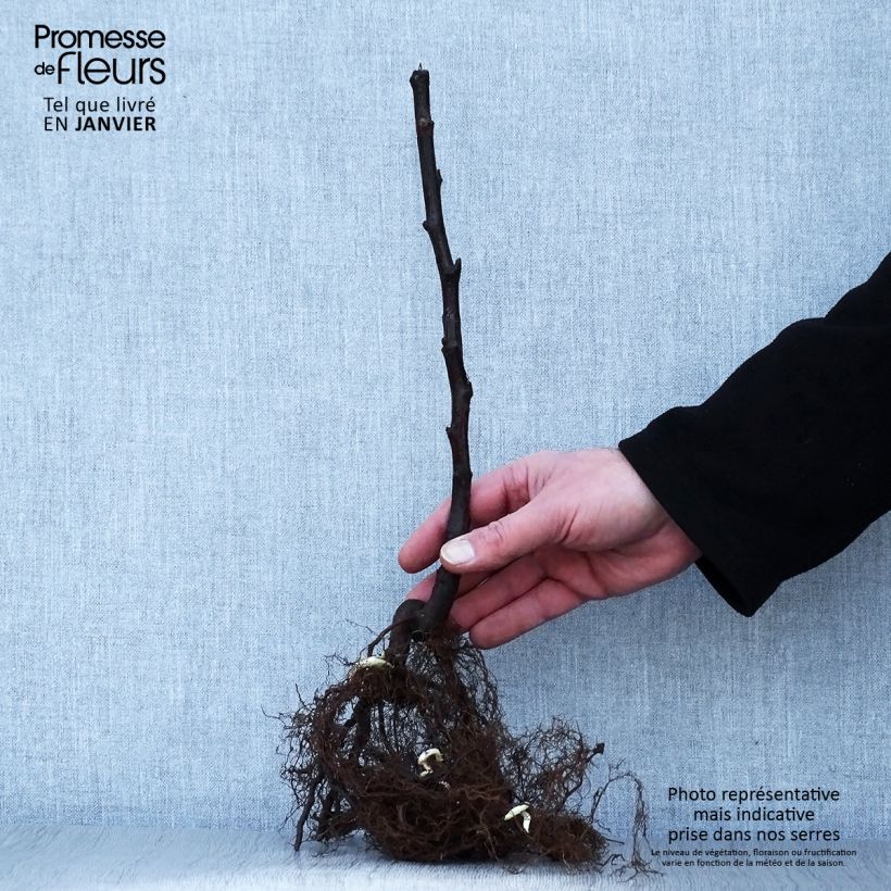 Example of Lampone Versailles Piante piccole a radice nuda, Multifusto as you get in hiver