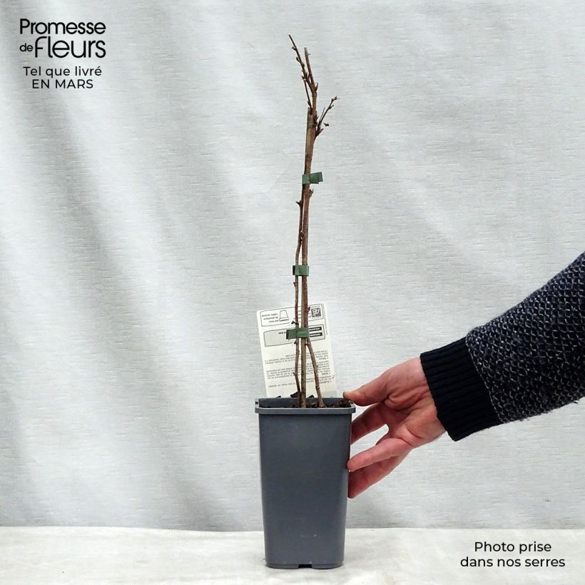 Example of Lampone Willamette Bio Vaso da 1,5L/2L, A cespuglio as you get in printemps