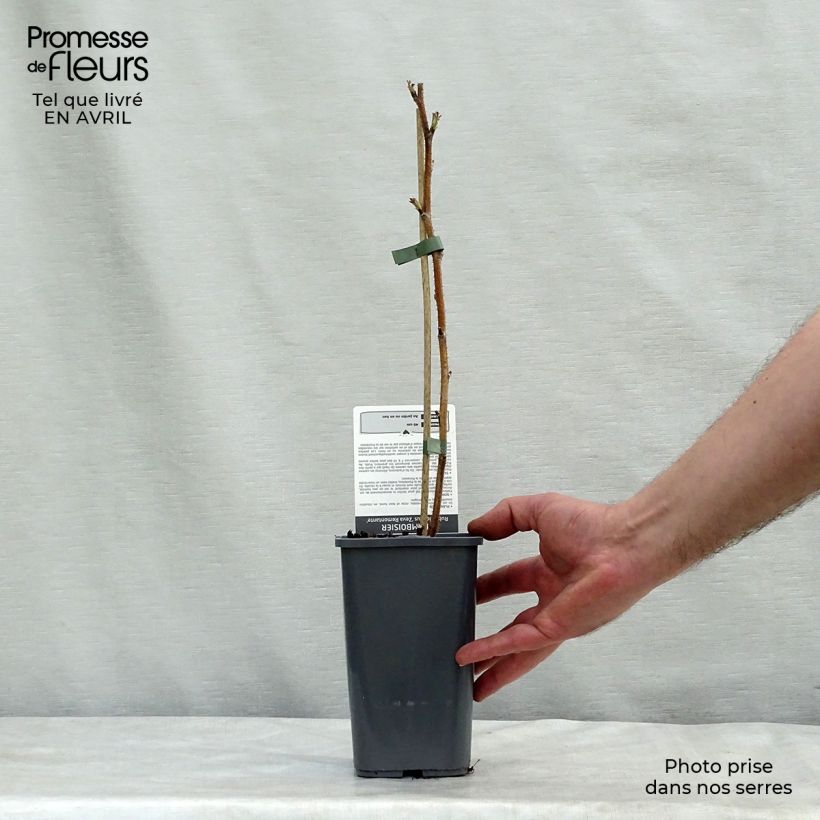 Lampone Zefa Herbsternte Vaso da 1,5L/2L, Multifusto esemplare consegnato in primavera