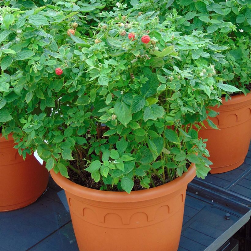 Lampone nano Little Sweet Sister Bio (Plant habit)