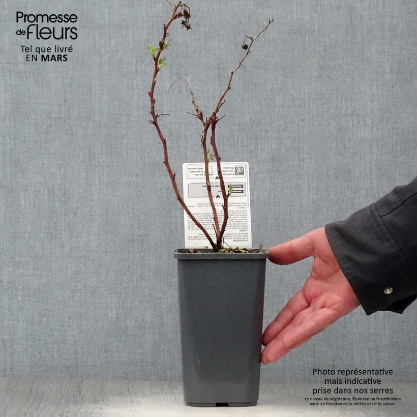 Example of Lampone nano Little Sweet Sister Bio Vaso da 1,5L/2L, Multifusto as you get in printemps