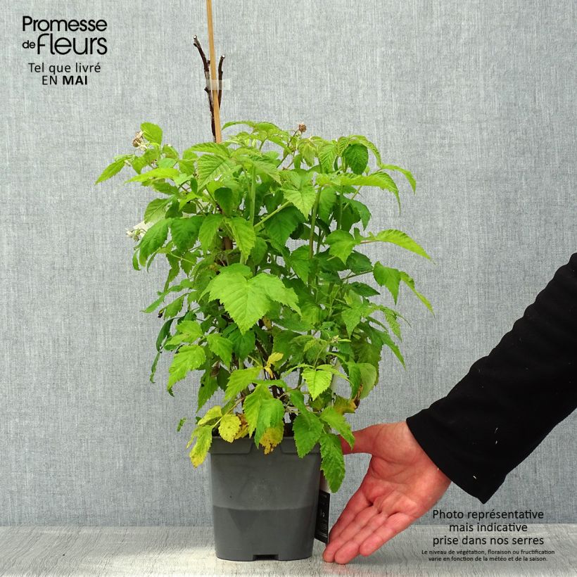 Lampone nano Autumn Belle Vaso da 2L/3L esemplare consegnato in primavera