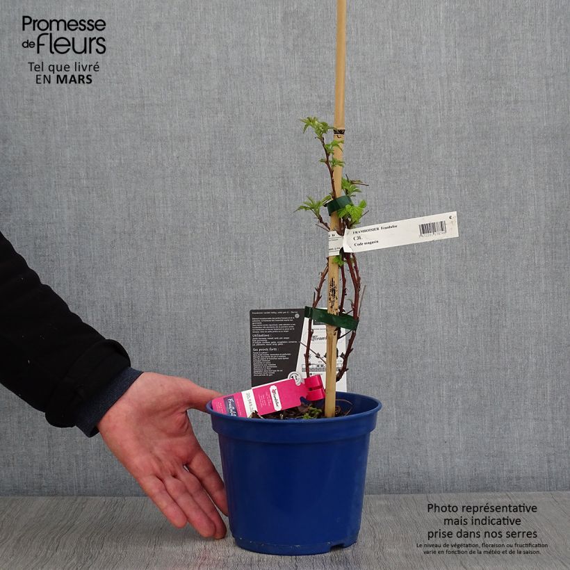 Lampone FRUITALITY Frambélise Vaso da 2L/3L, Multifusto esemplare consegnato in primavera