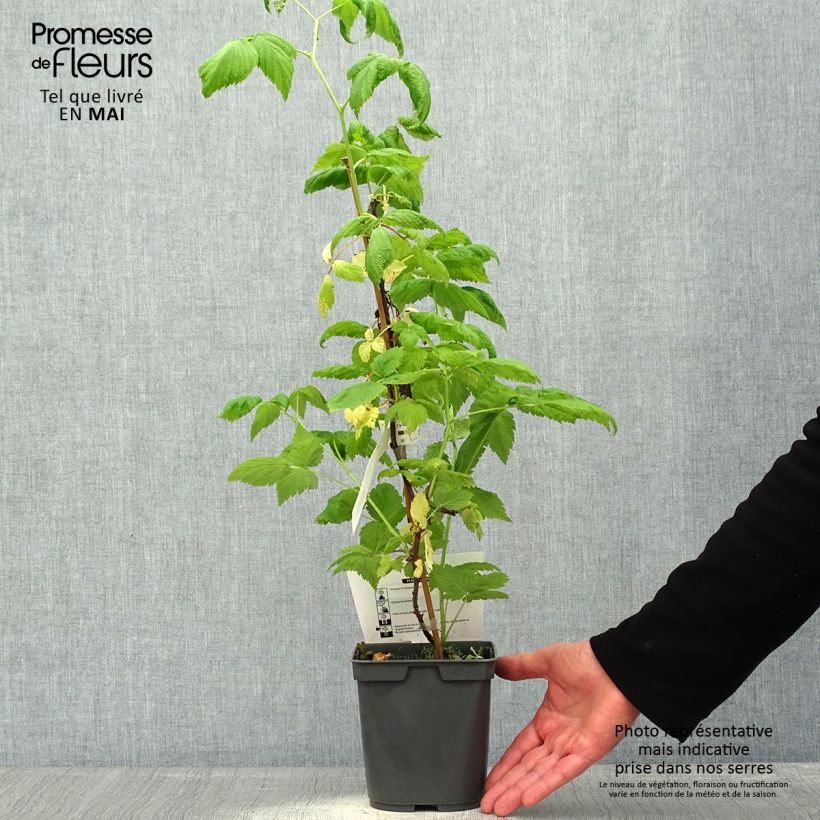 Lampone Sanibelle Vaso da 1L/1,5L esemplare consegnato in primavera