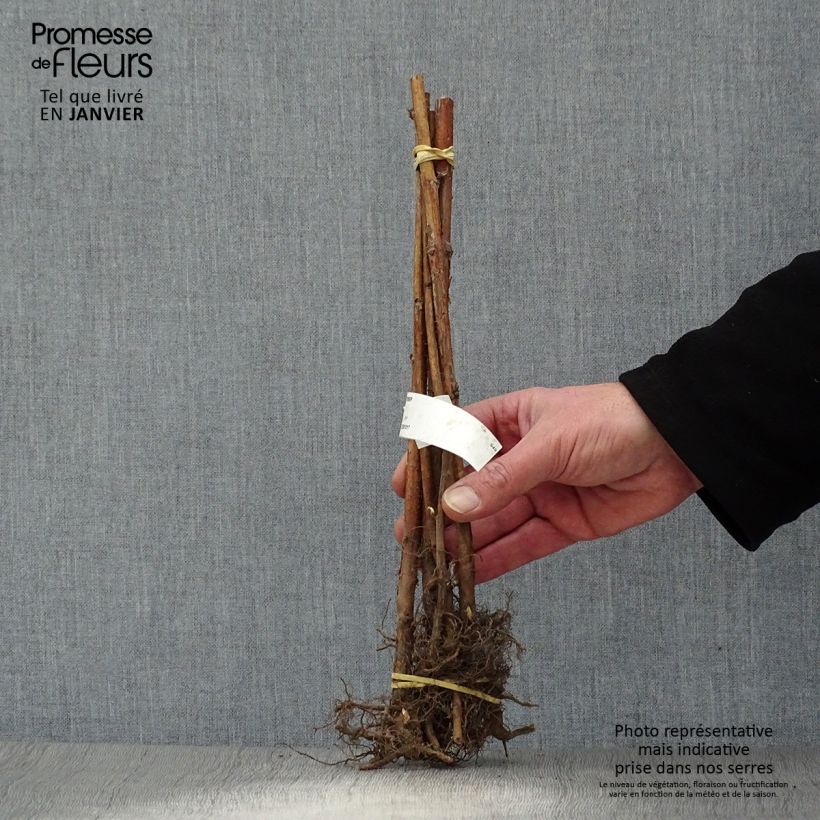 Lampone September Piante piccole a radice nuda, Multifusto esemplare consegnato in inverno