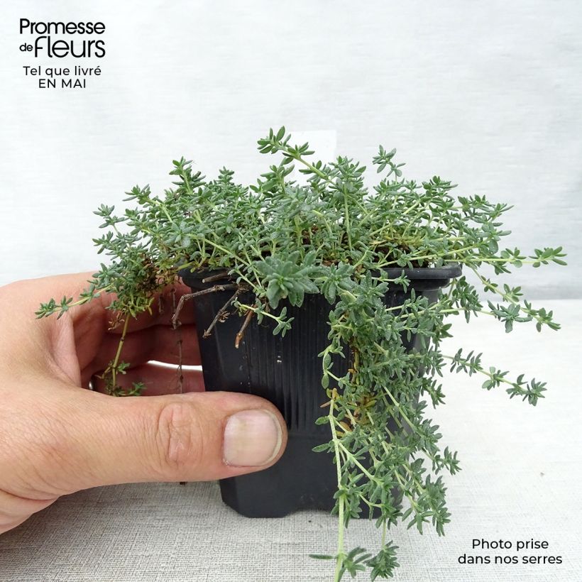 Frankenia laevis Vasetto da 8/9 cm esemplare consegnato in primavera