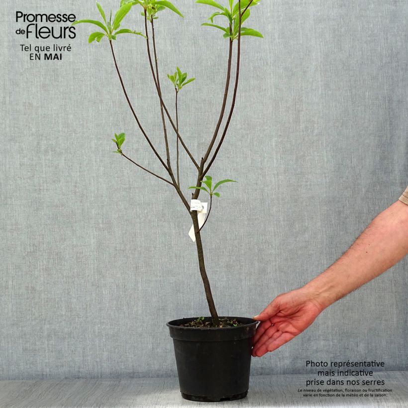 Example of Franklinia alatamaha Vaso da 4L/5L as you get in printemps