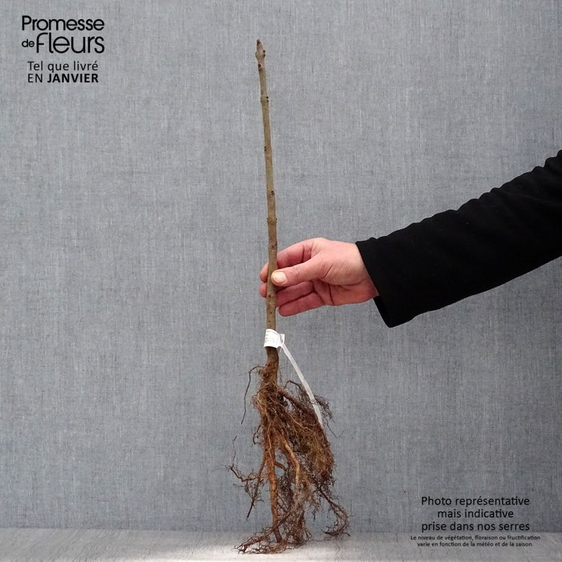 Fraxinus excelsior - Frassino maggiore Piante piccole a radice nuda esemplare consegnato in inverno