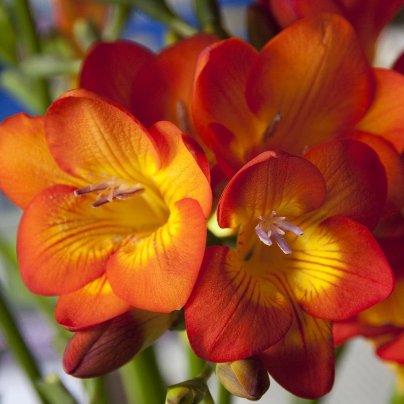Freesia Simple Orange (Flowering)