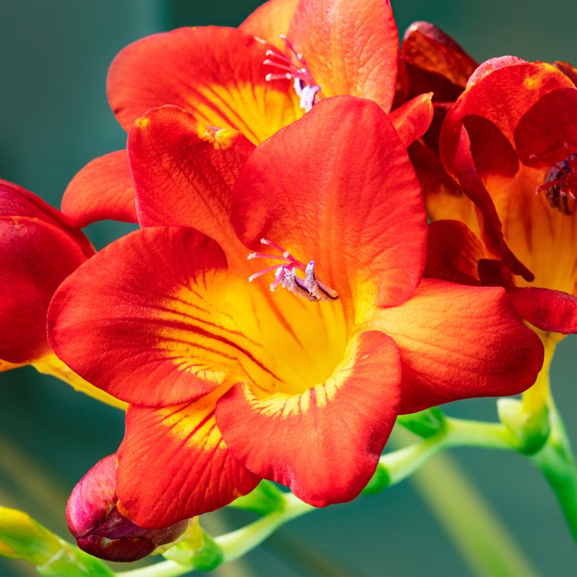 Freesia Simple Red (Fioritura)