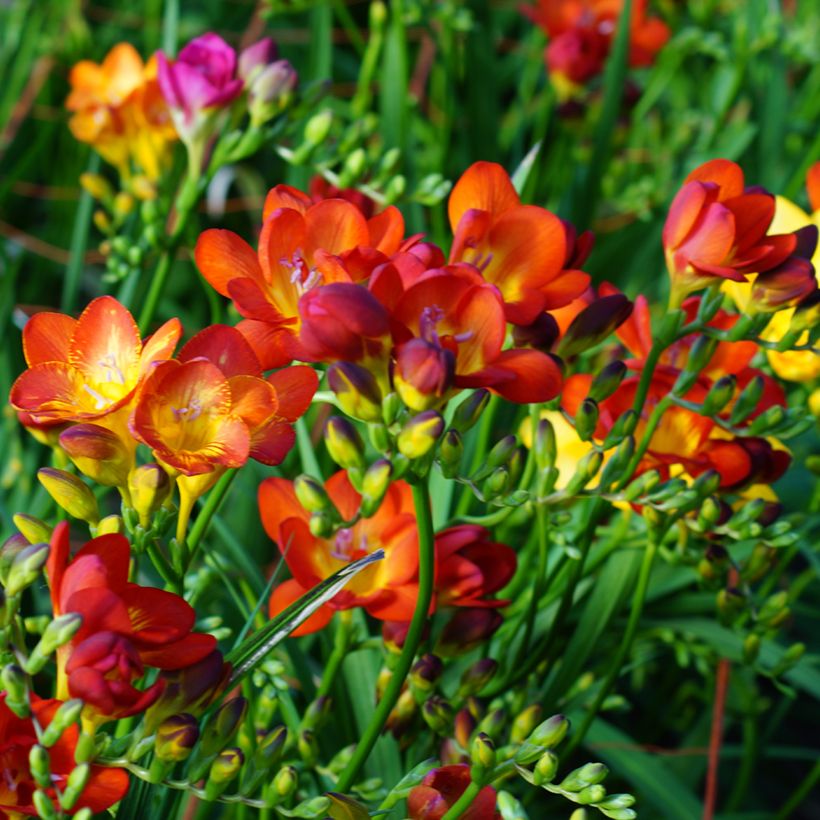 Freesia Simple Red (Porto)