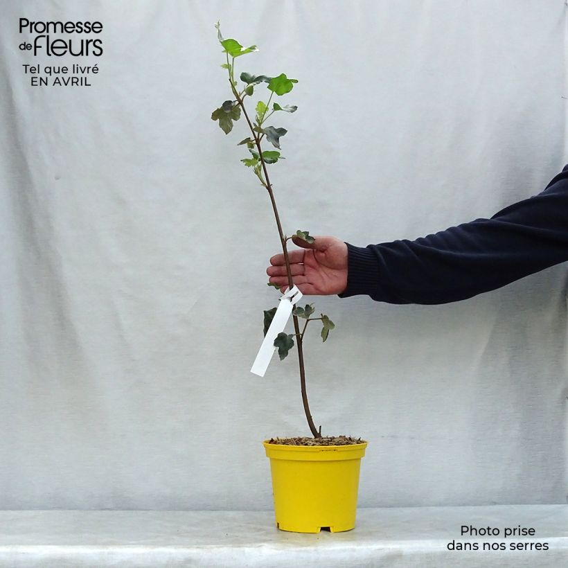 Fremontodendron californicum Vaso da 2L/3L esemplare consegnato in primavera