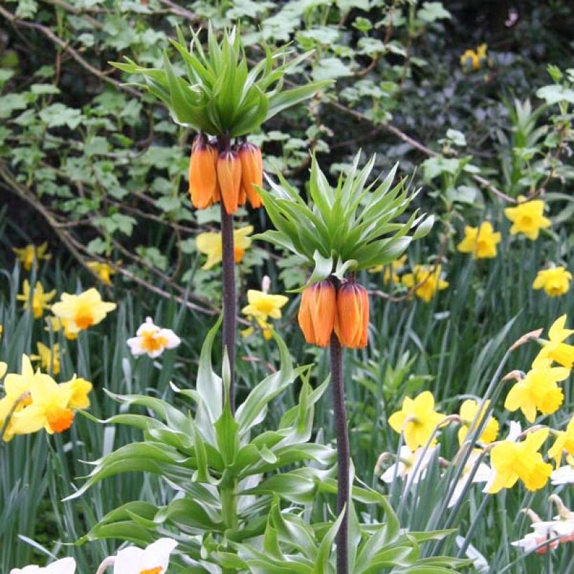 Fritillaria imperialis Prolifera - Corona imperiale (Porto)