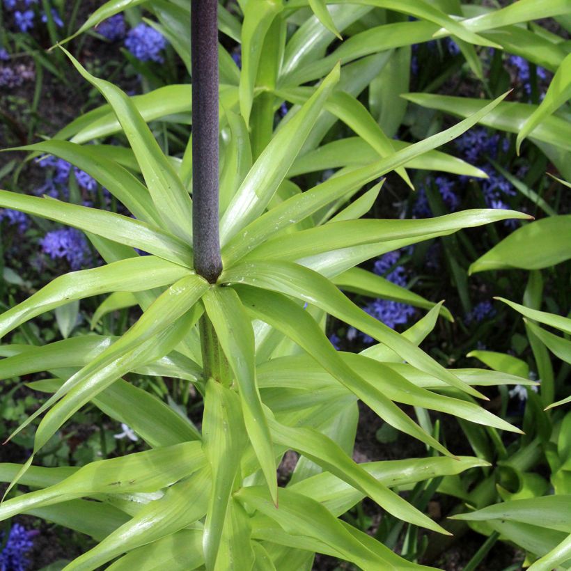 Fritillaria imperialis Orange Beauty - Corona imperiale (Fogliame)
